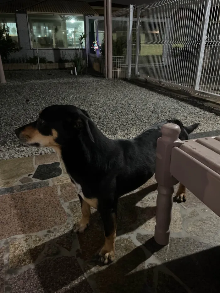 Cachorro ra a SRD-ViraLata idade 6 ou mais anos nome Pretinha 
