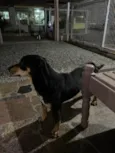 Pretinha
