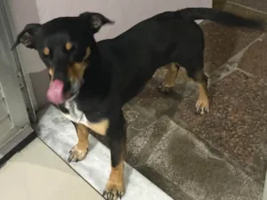 Cachorro raça SRD-ViraLata idade 6 ou mais anos nome Pretinha 