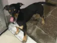 Pretinha