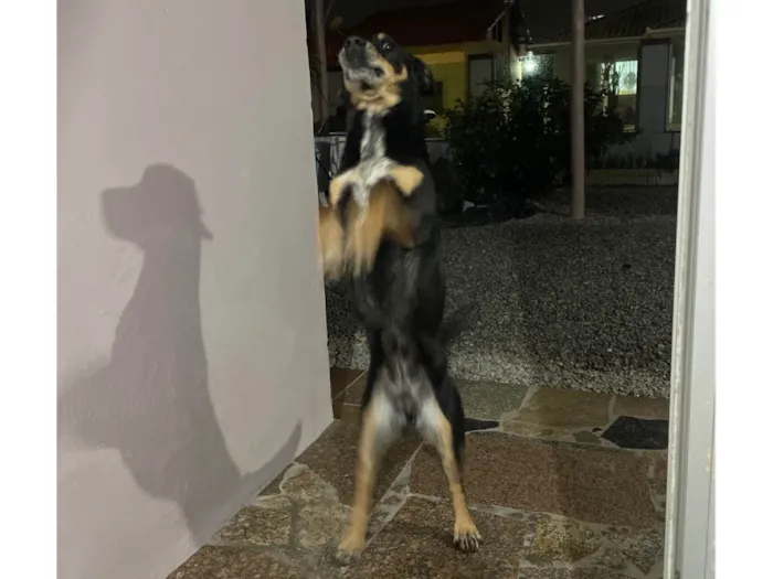 Cachorro ra a SRD-ViraLata idade 6 ou mais anos nome Pretinha 