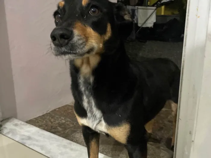 Cachorro ra a SRD-ViraLata idade 6 ou mais anos nome Pretinha 