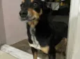Pretinha