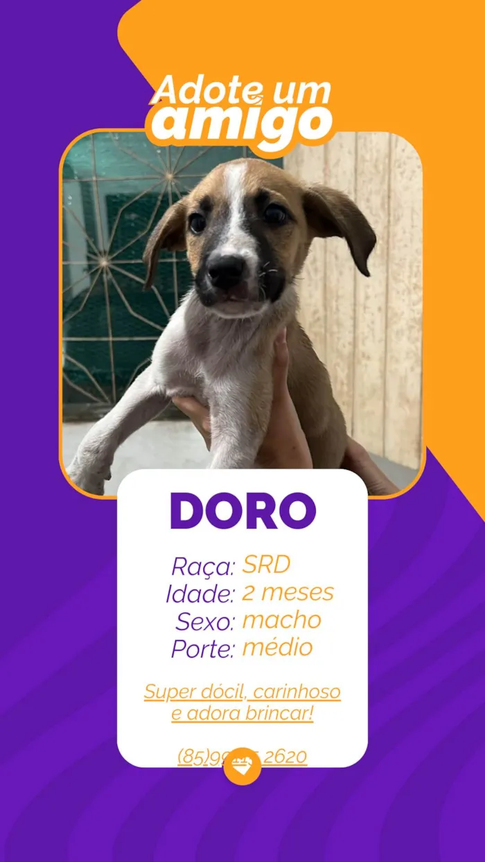 Cachorro ra a SRD-ViraLata idade 2 a 6 meses nome Doro