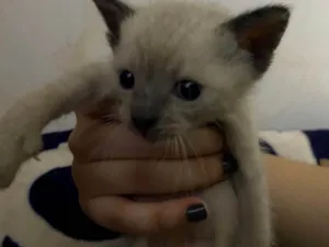 Gato raça Siamês idade Abaixo de 2 meses nome Não tem nome