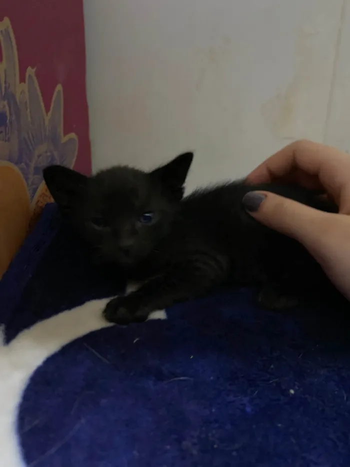 Gato ra a SRD-ViraLata idade Abaixo de 2 meses nome Gatinho preto/ não tem nome