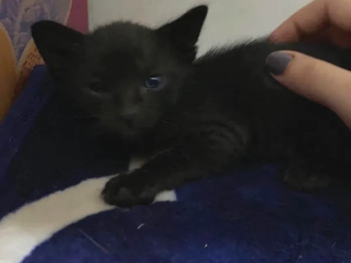 Gato ra a SRD-ViraLata idade Abaixo de 2 meses nome Gatinho preto/ não tem nome