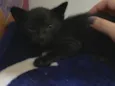 Gatinho preto/ não tem nome