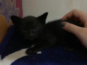 Gato raça SRD-ViraLata idade Abaixo de 2 meses nome Gatinho preto/ não tem nome