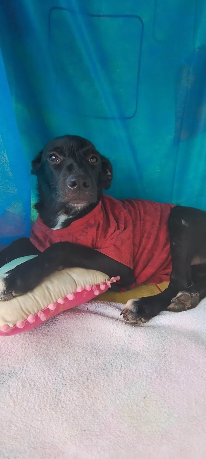 Cachorro ra a SRD-ViraLata idade 2 a 6 meses nome Handrix