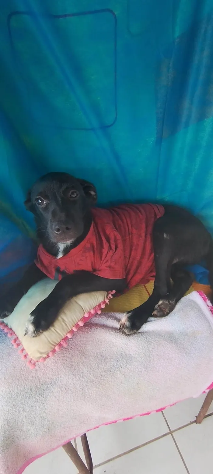 Cachorro ra a SRD-ViraLata idade 2 a 6 meses nome Handrix
