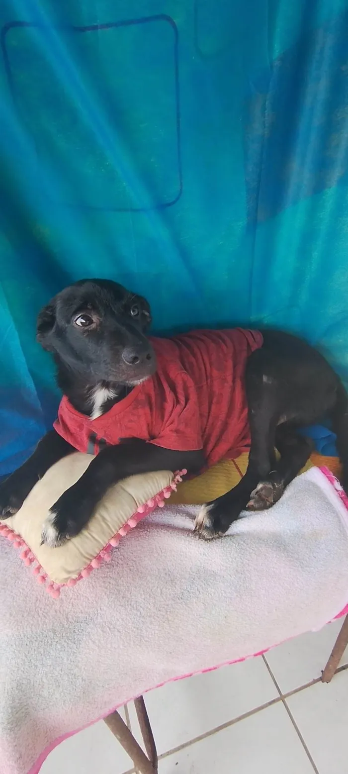 Cachorro ra a SRD-ViraLata idade 2 a 6 meses nome Handrix