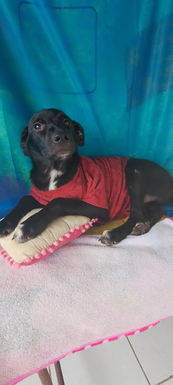 Cachorro ra a SRD-ViraLata idade 2 a 6 meses nome Handrix