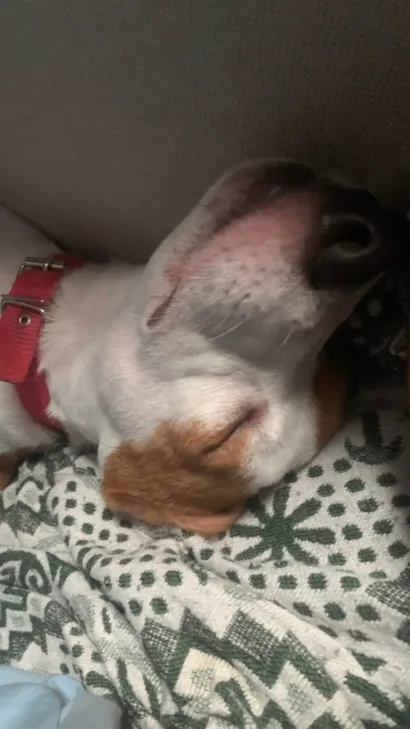 Cachorro raça SRD-ViraLata idade 2 a 6 meses nome Jordan