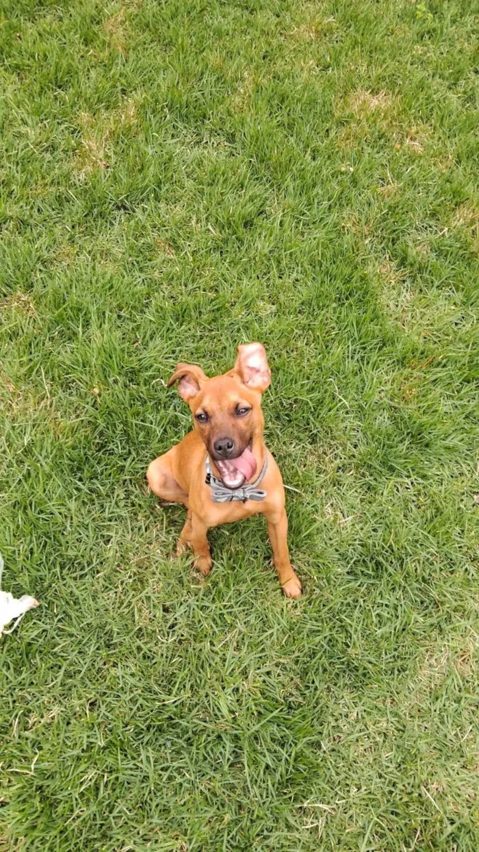 Cachorro ra a SRD-ViraLata idade 2 a 6 meses nome Scob