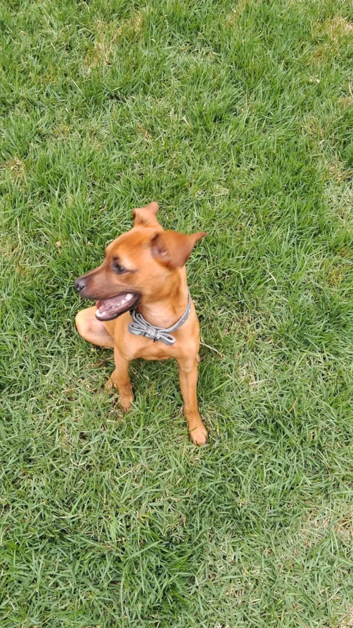 Cachorro ra a SRD-ViraLata idade 2 a 6 meses nome Scob