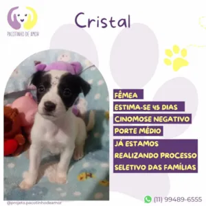 Cachorro raça SRD-ViraLata idade Abaixo de 2 meses nome Cristal