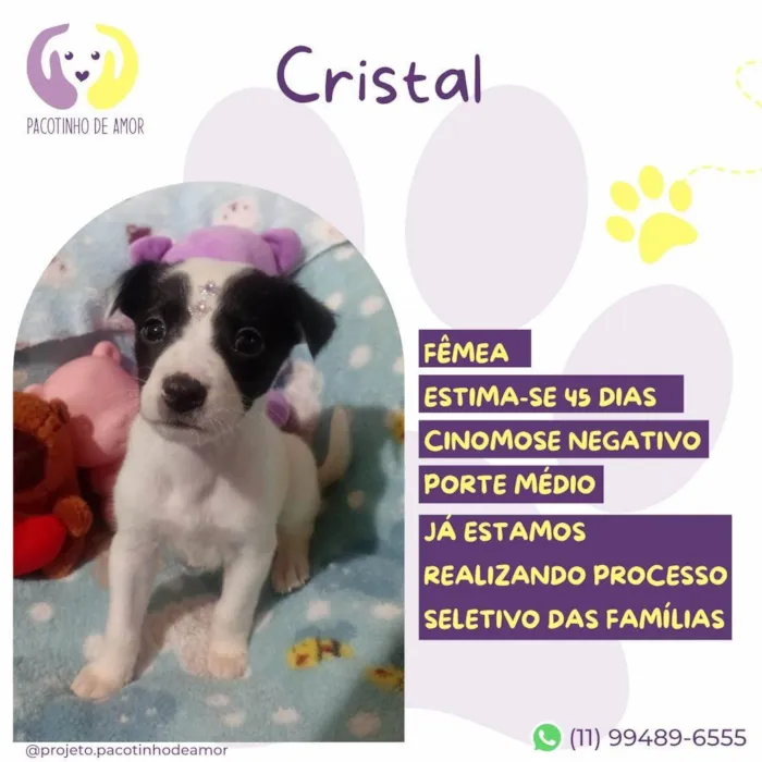 Cachorro ra a SRD-ViraLata idade Abaixo de 2 meses nome Cristal