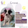 Cristal