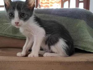 Gato raça SRD-ViraLata idade 2 a 6 meses nome Grey
