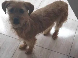 Cachorro raça SRD-ViraLata idade 2 a 6 meses nome Falar com Vanessa - Whats 11 97569-6417