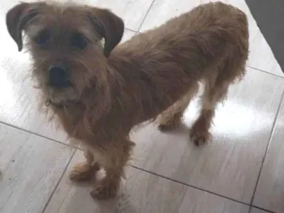 Cachorro raça SRD-ViraLata idade 2 a 6 meses nome Falar com Vanessa - Whats 11 97569-6417