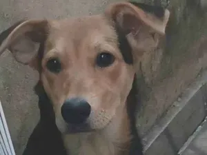 Cachorro raça SRD-ViraLata idade 2 a 6 meses nome  Falar com Mariana - Whats 11 97312-9678
