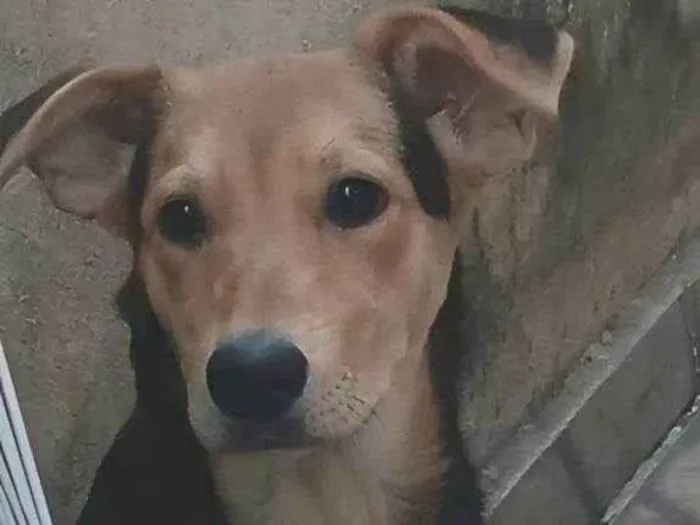 Cachorro ra a SRD-ViraLata idade 2 a 6 meses nome  Falar com Mariana - Whats 11 97312-9678