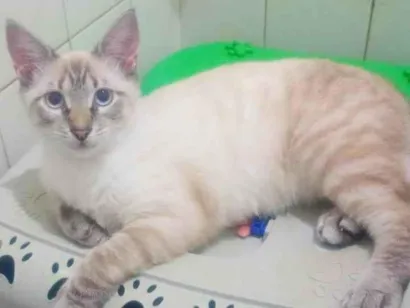 Gato raça SRD-ViraLata idade 2 a 6 meses nome Lipe