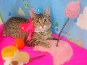 Gato raça SRD-ViraLata idade 2 a 6 meses nome Jade