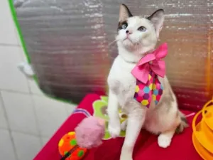 Gato raça SRD-ViraLata idade 2 a 6 meses nome Nina