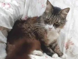 Gato raça SRD-ViraLata idade 3 anos nome Larissa