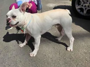 Cachorro raça Bulldog idade 2 anos nome Apolo