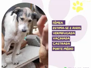 Cachorro raça SRD-ViraLata idade 2 anos nome Kira