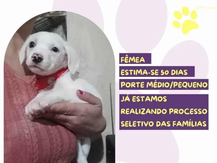Cachorro ra a SRD-ViraLata idade Abaixo de 2 meses nome Macarronada