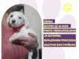 Macarronada
