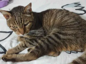Gato raça SRD-ViraLata idade 6 ou mais anos nome Lisco