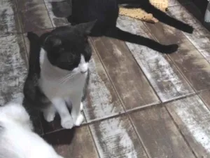 Gato raça SRD-ViraLata idade 2 anos nome Preto