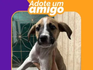 Cachorro raça SRD-ViraLata idade 2 a 6 meses nome Doro