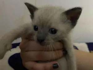 Gato raça Siamês idade Abaixo de 2 meses nome Não tem nome