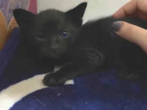 Gato raça SRD-ViraLata idade Abaixo de 2 meses nome Gatinho preto/ não tem nome