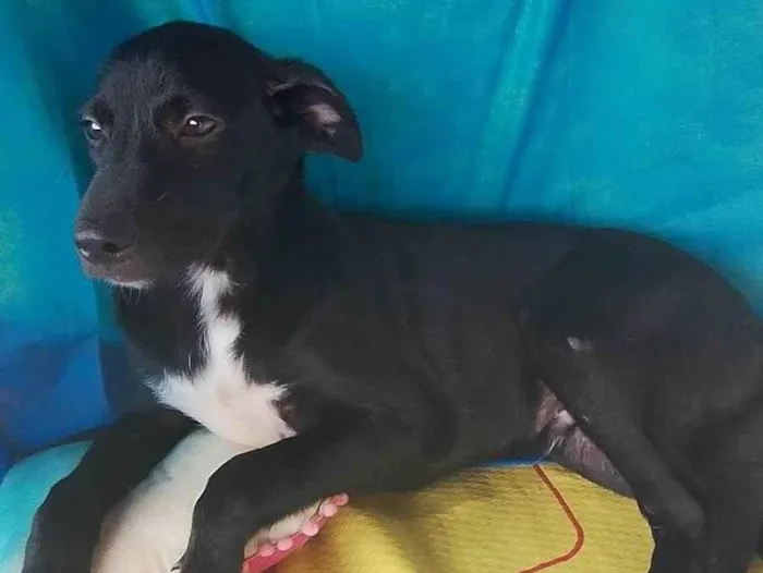 Cachorro ra a SRD-ViraLata idade 2 a 6 meses nome Handrix