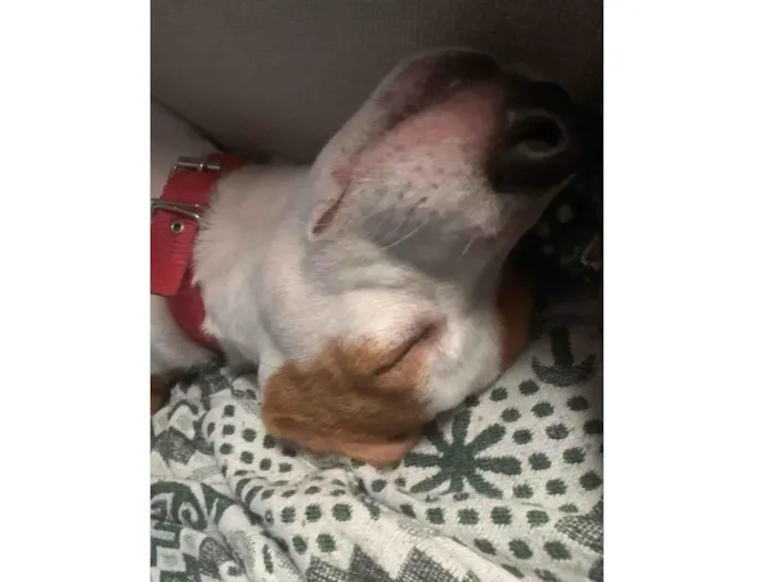 Cachorro ra a SRD-ViraLata idade 2 a 6 meses nome Jordan