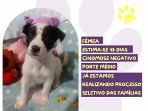 Cachorro raça SRD-ViraLata idade Abaixo de 2 meses nome Cristal