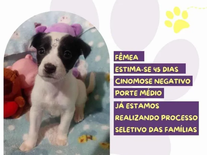 Cachorro ra a SRD-ViraLata idade Abaixo de 2 meses nome Cristal