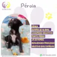 Pérola 