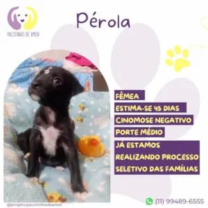 Cachorro raça SRD-ViraLata idade Abaixo de 2 meses nome Pérola 