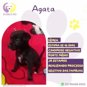 Cachorro raça SRD-ViraLata idade Abaixo de 2 meses nome Ágata 