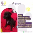 Ágata