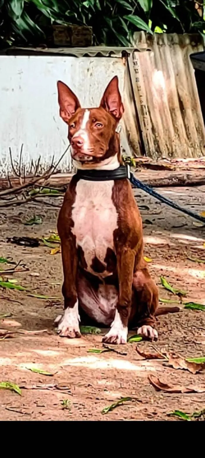 Cachorro ra a Pit-Bull idade 3 anos nome Nina